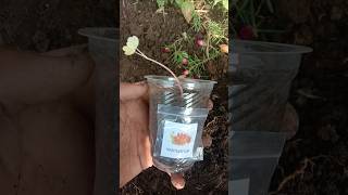 Garden Nasturtium  Indian cress flowers gardening youtubeshorts viralvideo [upl. by Auliffe]