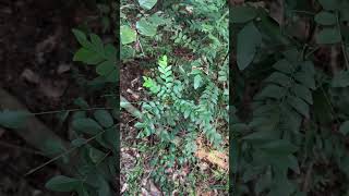 Bergera koenigii L curry leaf tree from Odisha nature curry curryrecipe curryleaves [upl. by Blodgett]