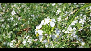 Environmental Experiencehoney bee buzzing around flower in search of nectar [upl. by Fellows]