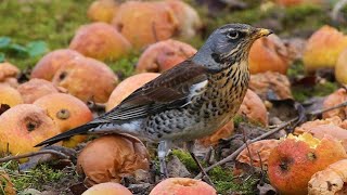 Wintering FIELDFARE  Turdus pilaris [upl. by Airt]