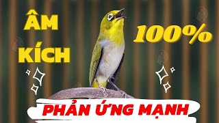 Vành khuyên líu đấu  Khuyên líu kích bổi  SIÊU HAY Kích lửa vành khuyên líu đấu  khuyên líu [upl. by Eibot308]