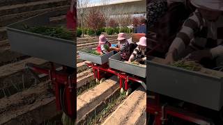 Green onion plantingAgricultural machineryCreative inspiration [upl. by Ellehcir]