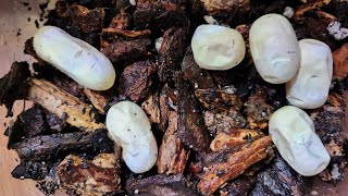 Okeetee Corn Snake EGGS Incubating and lay box [upl. by Salomone837]