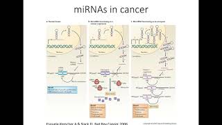 Investigating the role of microRNAs in pancreatic cancer progression [upl. by Htaek]