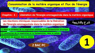 Consommation de la matière organique et flux dénergie 2bac pcSVT partie 1 شرح بالداريجة [upl. by Hance]