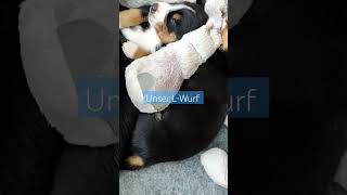 Entlebucher Sennenhund Welpen [upl. by Mya986]