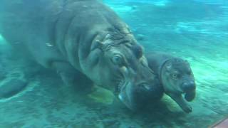 Baby Hippo quotSwimming Lessonsquot [upl. by Idet]