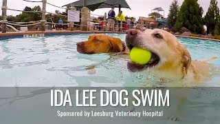 10th Annual Dog Swim at Ida Lee [upl. by Yenobe]