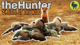 First Hunt with Roxy the Retriever theHunter Call of the Wild [upl. by Ardnoik]