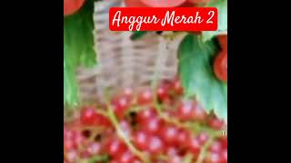 Anggur Merah 2 Cover Agus Ciptono [upl. by Nirok]