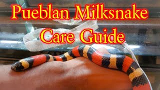 How to care of a Pueblan Milksnake [upl. by Batruk]