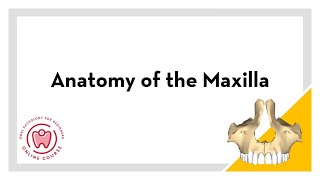 Basic Anatomy of the Maxilla [upl. by Viguerie]