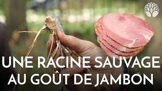 Onagre une racine au goût de jambon [upl. by Eigna39]