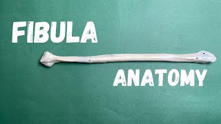 Fibula  Bony features and side determination Dr Awais [upl. by Adalheid53]