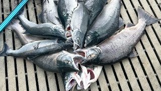 Bing’s Landing Kenai River Fishing Sockeye [upl. by Rodgers455]