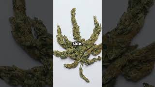 Is Marijuana Good for You Quick Facts facts health youtubeshorts healthyliving smokers [upl. by Moria]