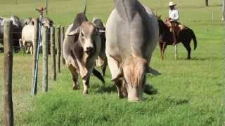 Fazenda JARACATIÁ  Nelore  Brahman [upl. by Atiuqam]