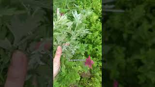 Ragweed VS Mugwort VS Wormwood [upl. by Tito306]