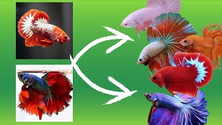 Betta Fish Cross Breeding Tail Types With Results [upl. by Anitsim]