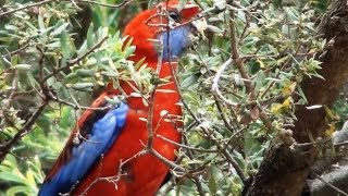 Up Close with a Crimson Rosella [upl. by Ahtoelc250]