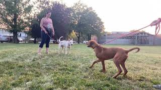 Speckles amp Simon leash test [upl. by Harry]