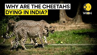 Is Indias Project Cheetah going awry Whats causing deaths of big cats [upl. by Eatnad555]