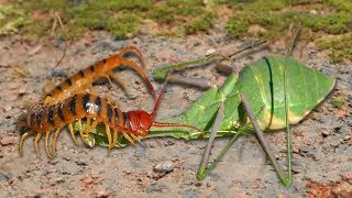 Amazing Green Mantis knock down Centipede  Ivm Reptile Story [upl. by Dorahs767]