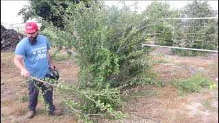 Pruning Acerola  Barabados Cherry Tree Malpighia emarginata [upl. by Gilson]