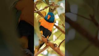 Rainbow Lorikeet 🦜 Sound birdcalls parrot cuteanimals [upl. by Harald647]