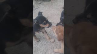 Puppies playtime make fun and happy time [upl. by Outlaw]