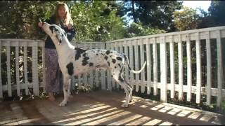 Using bait dog show tips [upl. by Prissy]