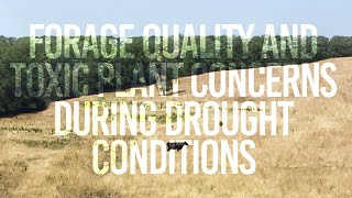 Forage Quality and Toxic Plant Concerns During Drought Conditions [upl. by Savory281]