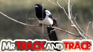 Air rifle hunting  MAGPIE DISPATCH  video 3 Reupload [upl. by Aciras]