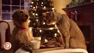 Christmas with Cat and Dog  The Binge  Christmas Ad 2022 [upl. by Jona68]