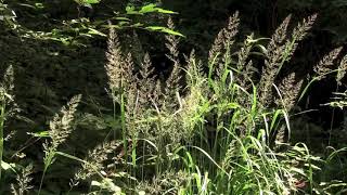 コヌカグサAgrostis gigantea 01170915県民の森 [upl. by Gunter]