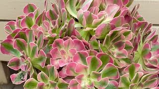 Import Succulents available Aeonium cluster  crest and Haworthia 1062024 [upl. by Melvena]