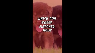 Which Dog Breed Matches YOU [upl. by Ainoyek]