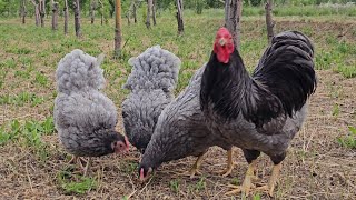 Wyandotte blue 💙 bantam my farmwyandotte chicken farmlove poultry ویاندوتخروس süstavukları [upl. by Ahsiakal871]