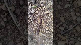 The Secret Life of Centipedes shorts insects centipede [upl. by Dot]