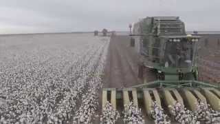 Wisdom Cotton Harvest [upl. by Tye]