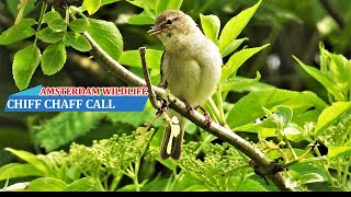 Chiffchaff chirping in spring chiffchaff singing bird song [upl. by Nahej]