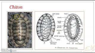 Classification of Phylum Mollusca  Class Polyplacophora [upl. by Netsirc]