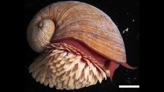 Facts The ScalyFoot Snail [upl. by Conlan]