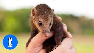 Baby Mongoose Playing  CUTEST Compilation [upl. by Wulf]