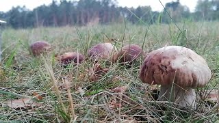 Piękne prawdziwki i koźlarze dalej rosną Grzybobranie w Borach Tucholskich [upl. by Yarb]