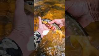 Beautiful Brown Trout caught in Colorado Fly Fishing shorts fishing flyfishing [upl. by Dragelin]