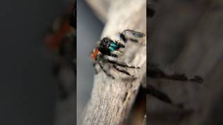 Phidippus carneus jumping spider jumpingspider phidippus spider [upl. by Jarv]