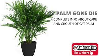 cat palm care and grow [upl. by Pickens]