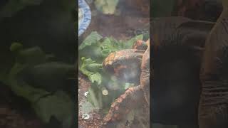 Redfoot tortoise chopping on some bok choy [upl. by Kohler710]