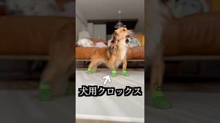 犬用クロックス熱湯に入れたら奇跡が起きた！ [upl. by Lilas]